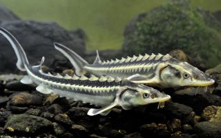 Есетра: какво е полезно, състав, опасно ли е от магазина