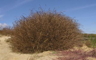 Katun (miscuglio di collina): proprietà medicinali e istruzioni per l'uso