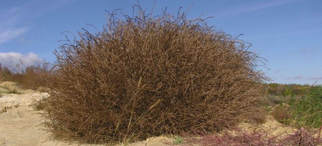 Katun (Hill Hodgepodge): Medizinische Eigenschaften und Gebrauchsanweisung