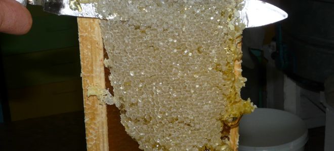 Zabrus: propriétés médicinales, composition, contre-indications