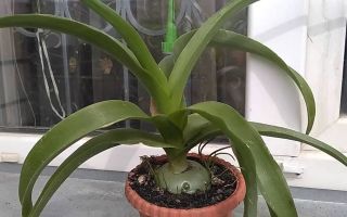 O uso de tintura de cebola indiana para tratar as articulações