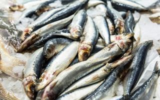 Warum ist Sardine nützlich?