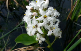 L'uso di tripoli (orologio a tre foglie) e controindicazioni