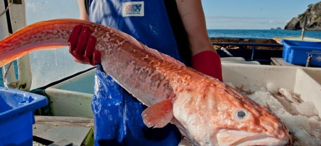 Риба конгрио (кралски клип): ползи и вреди, снимки, рецензии