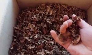 Защо ореховите прегради са полезни, противопоказания