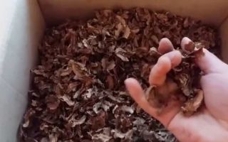 Защо ореховите прегради са полезни, противопоказания