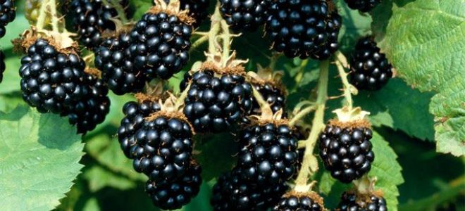 Ползи за здравето и вредите от къпините