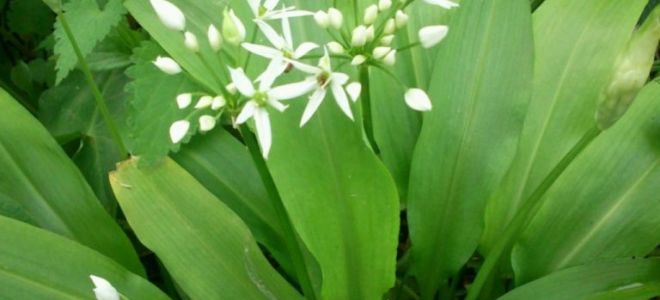 Рамсон (мечешки лук): ползи и вреди