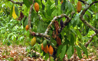 Come è utile il cacao, proprietà, come cucinare