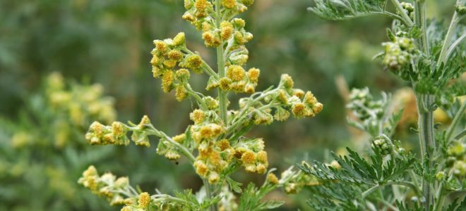 Wofür wird es verwendet und wie wird Wermutöl zu Hause hergestellt?