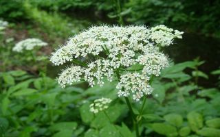 Runny: οφέλη για την υγεία και βλάβες