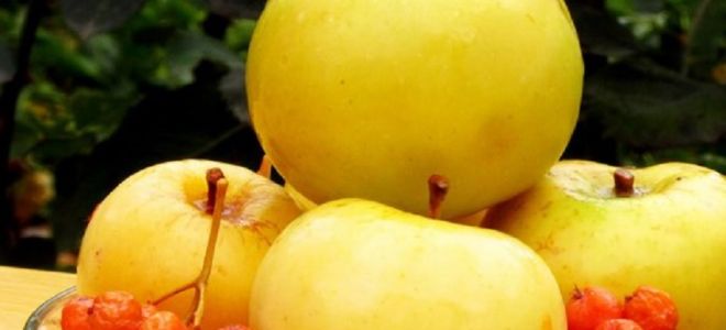 Антоновка ябълки: полезни свойства и противопоказания