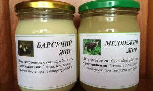 Какво е полезна мазнина от язовец и как да я приемате, ревюта