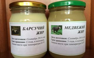 Какво е полезна мазнина от язовец и как да я приемате, ревюта