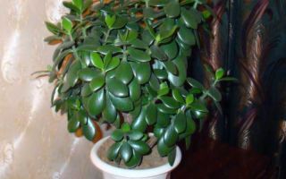 Money tree (bastard): useful and healing properties, contraindications