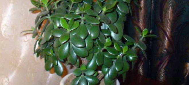 Geldbaum (Bastard): nützliche und heilende Eigenschaften, Kontraindikationen