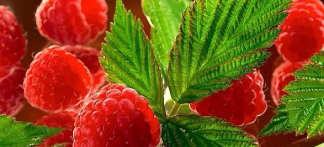 Малина: полезни свойства и противопоказания, съдържание на калории