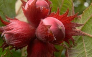 Лешници: полезни свойства и противопоказания