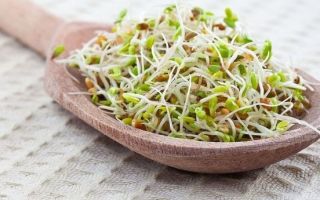 Sprouted oats: benefits and harms