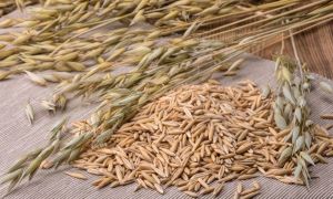 Oatmeal oatmeal: benefits and harms, how to use