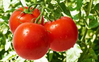 Храни с високо съдържание на калий и магнезий