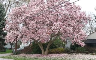 Магнолия: състав, лечебни, магически свойства, ползи и вреди