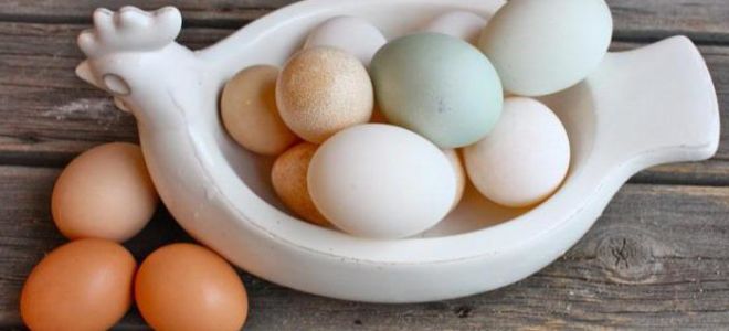 Защо патешките яйца са полезни