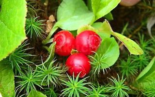 Зрънце Клоповка: лечебни свойства, снимки, методи на приложение