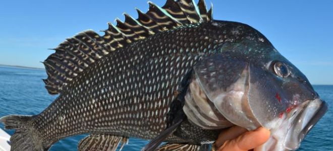 Ползите от лаврак за човешкото тяло