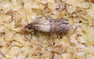 Come rimuovere le tarme alimentari in cucina