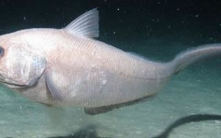 Macrurus: οφέλη και βλάβες, πώς να μαγειρεύετε