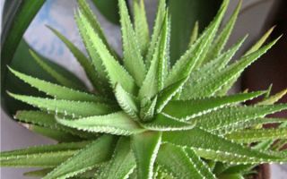 Полезни свойства и употреби на агаве