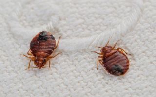 Wie man Flöhe aus einer Wohnung holt
