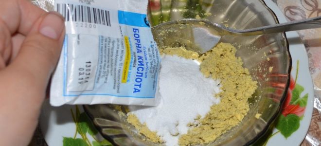 Wie man Ameisen aus einer Wohnung holt