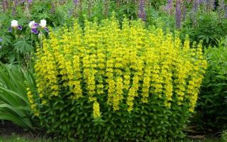 Bazhanovets (loosestrife): proprietà medicinali e controindicazioni, foto