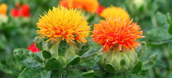 Шафраново масло: полезни свойства и противопоказания, как да приемате