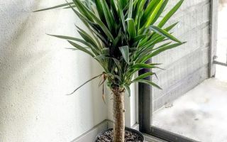 Yucca: proprietà benefiche dove cresce in natura