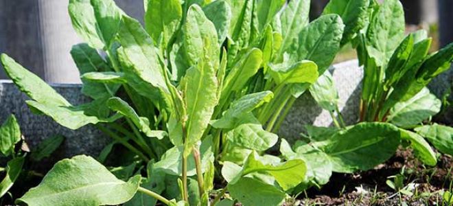 Лечебните свойства на киселец и противопоказания