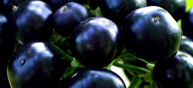 Sunberry: полезни свойства и противопоказания, рецепти