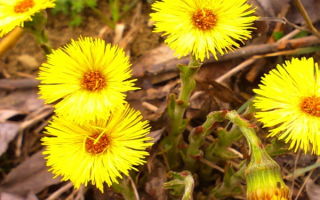 Μητέρα και μητριά: χρήσιμες ιδιότητες και αντενδείξεις