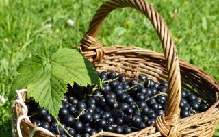 Ribes nero: proprietà utili e controindicazioni