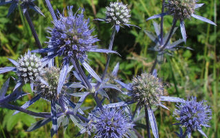 Campo eritematoso: foto, composizione chimica, applicazione