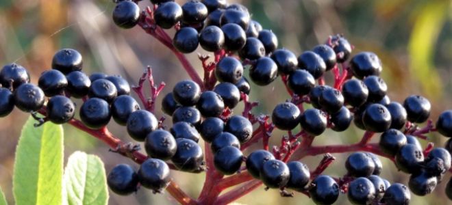 Бъз: полза и вреда, описание, снимка