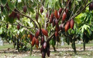 Why cocoa butter is useful, how to make it at home