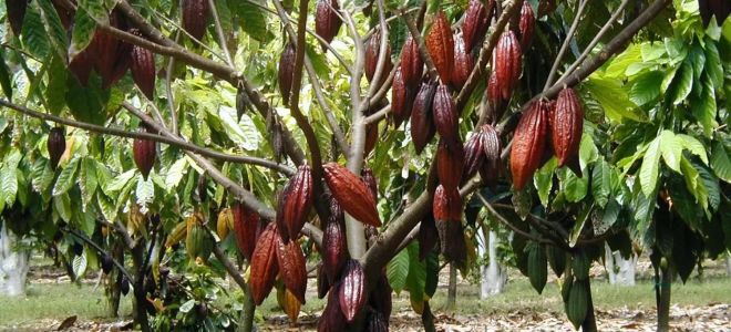 Защо какаовото масло е полезно, как да го направите у дома