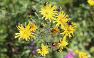 Лечебни свойства и използване на ястреба