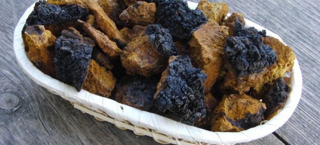 Бреза чага: ползи и вреди, лечебни свойства, как да се вземат, снимки, рецензии