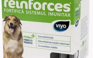 Vitamine per cani anziani: valutazione dei migliori, recensioni