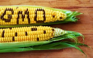 Why is GMO dangerous, what is it, the effect on human health