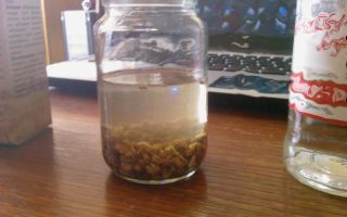 Φαρμακευτικές ιδιότητες του βάμματος του Ομάν (elecampane) και αντενδείξεις